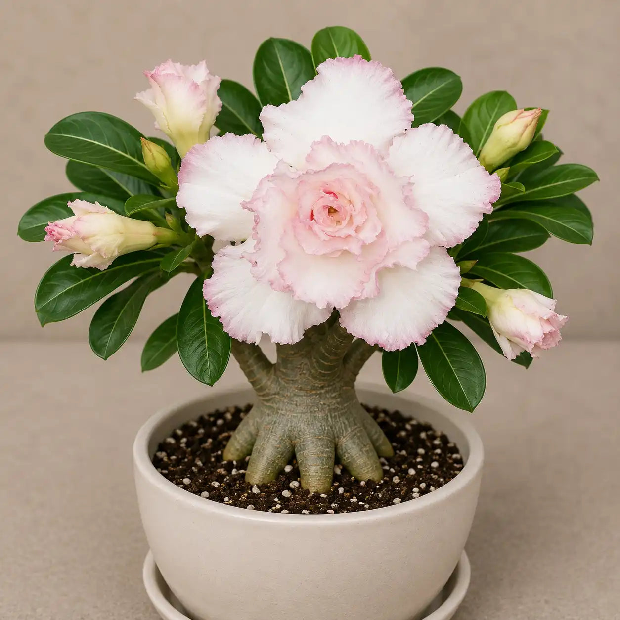 Adenium R107