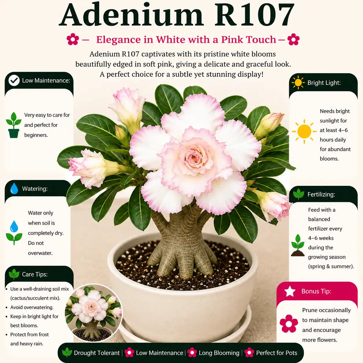 Adenium R107
