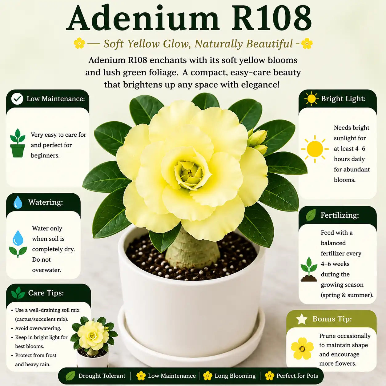 Adenium R108