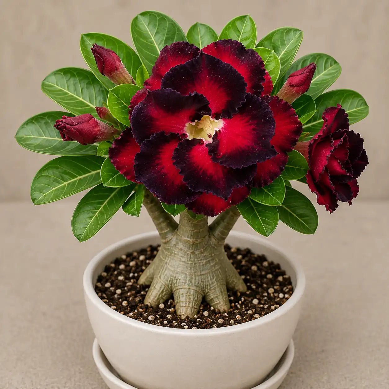 Adenium R113