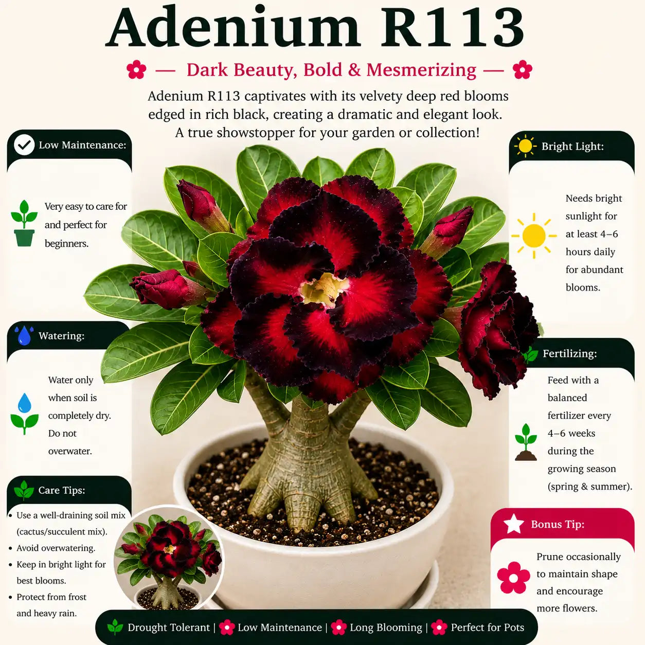 Adenium R113