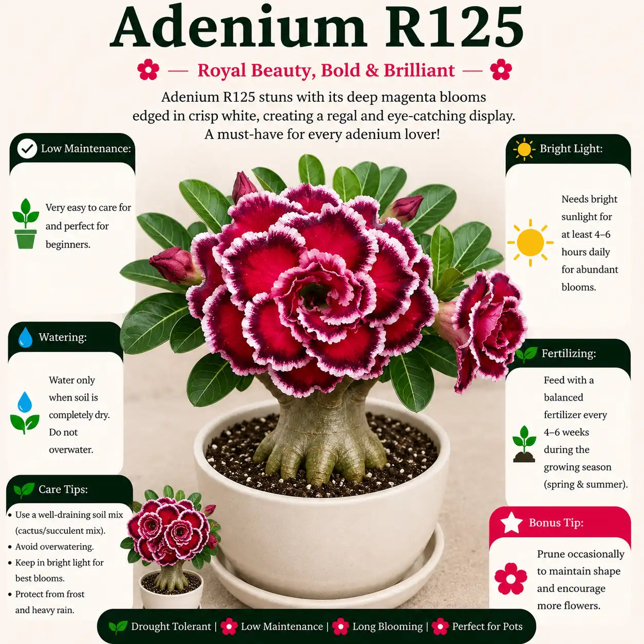 Adenium R125