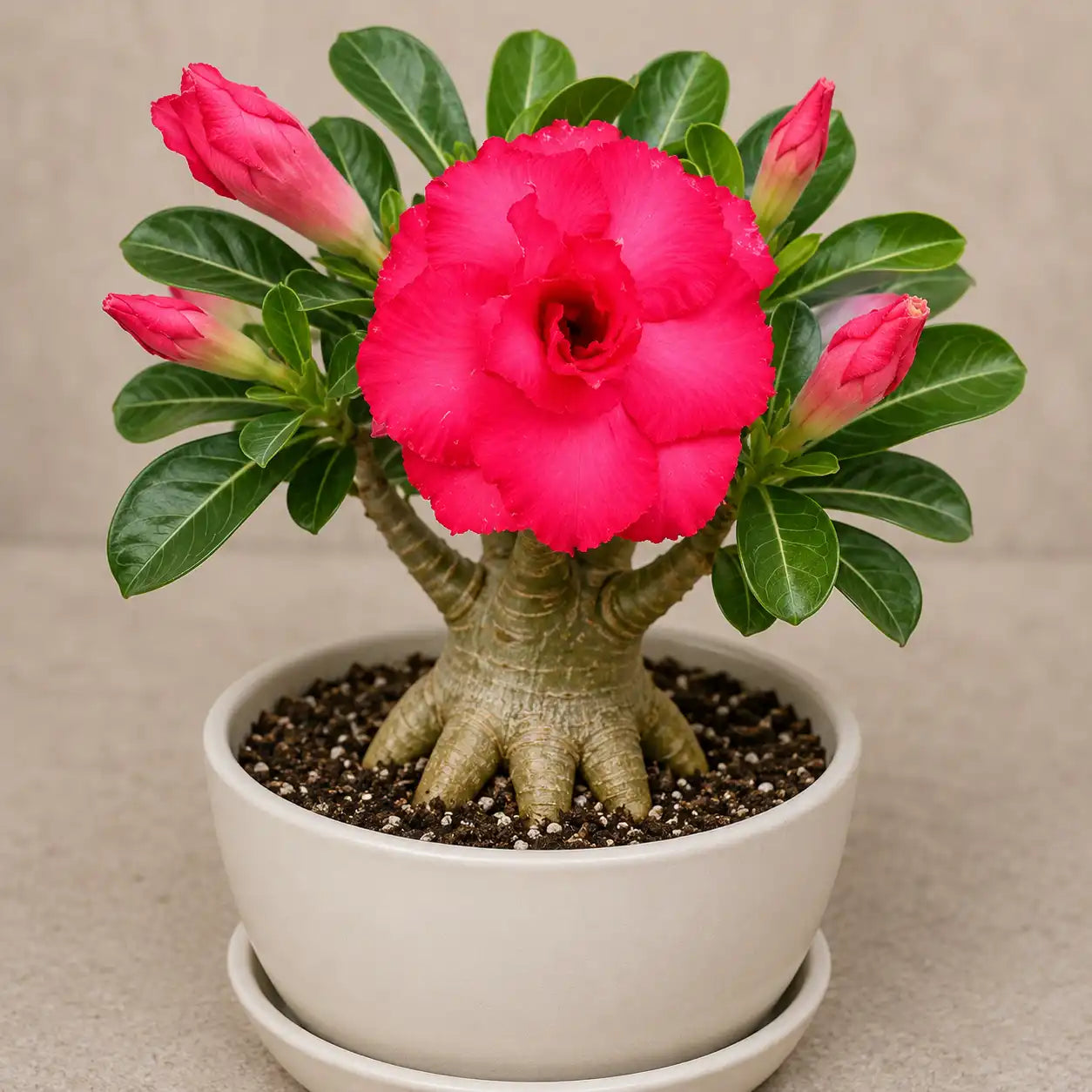 Adenium R131
