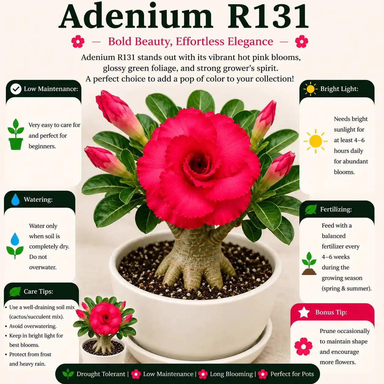 Adenium R131