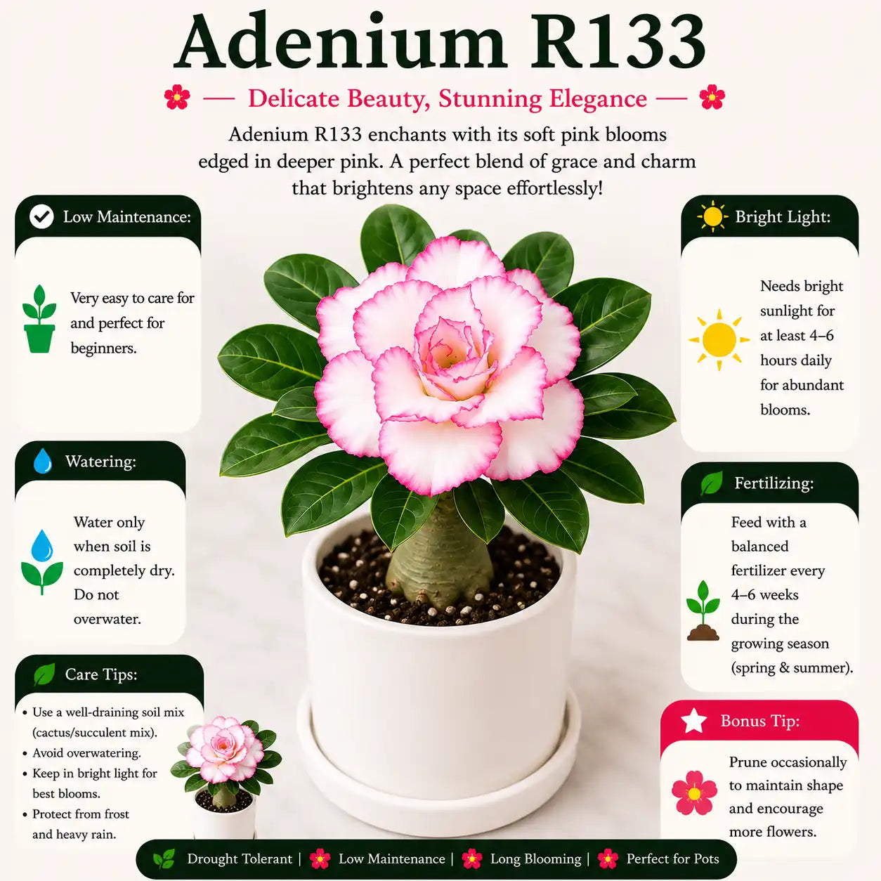 Adenium R133