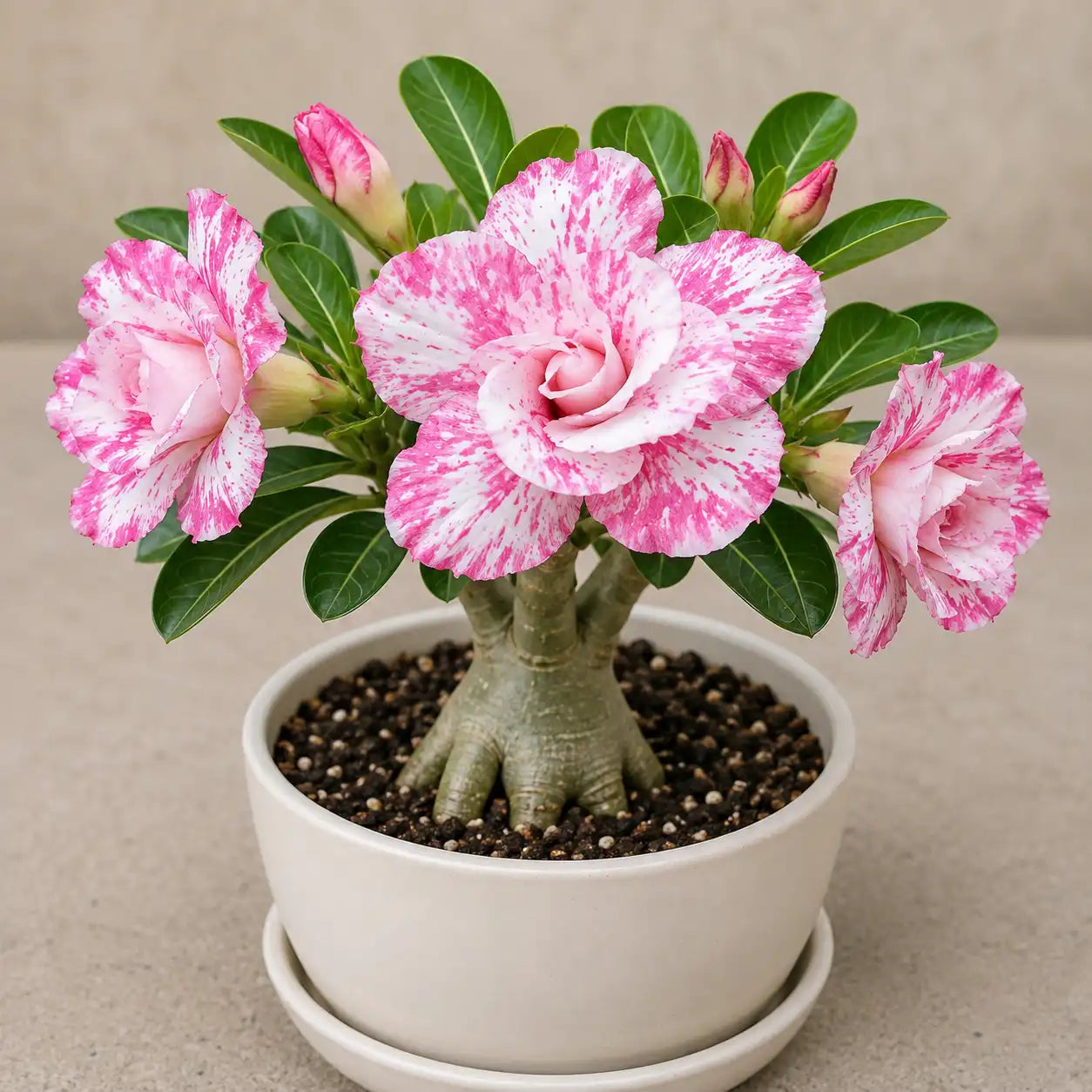 Adenium R139