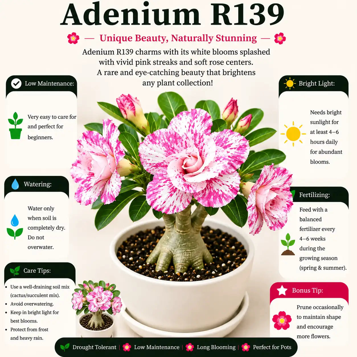 Adenium R139