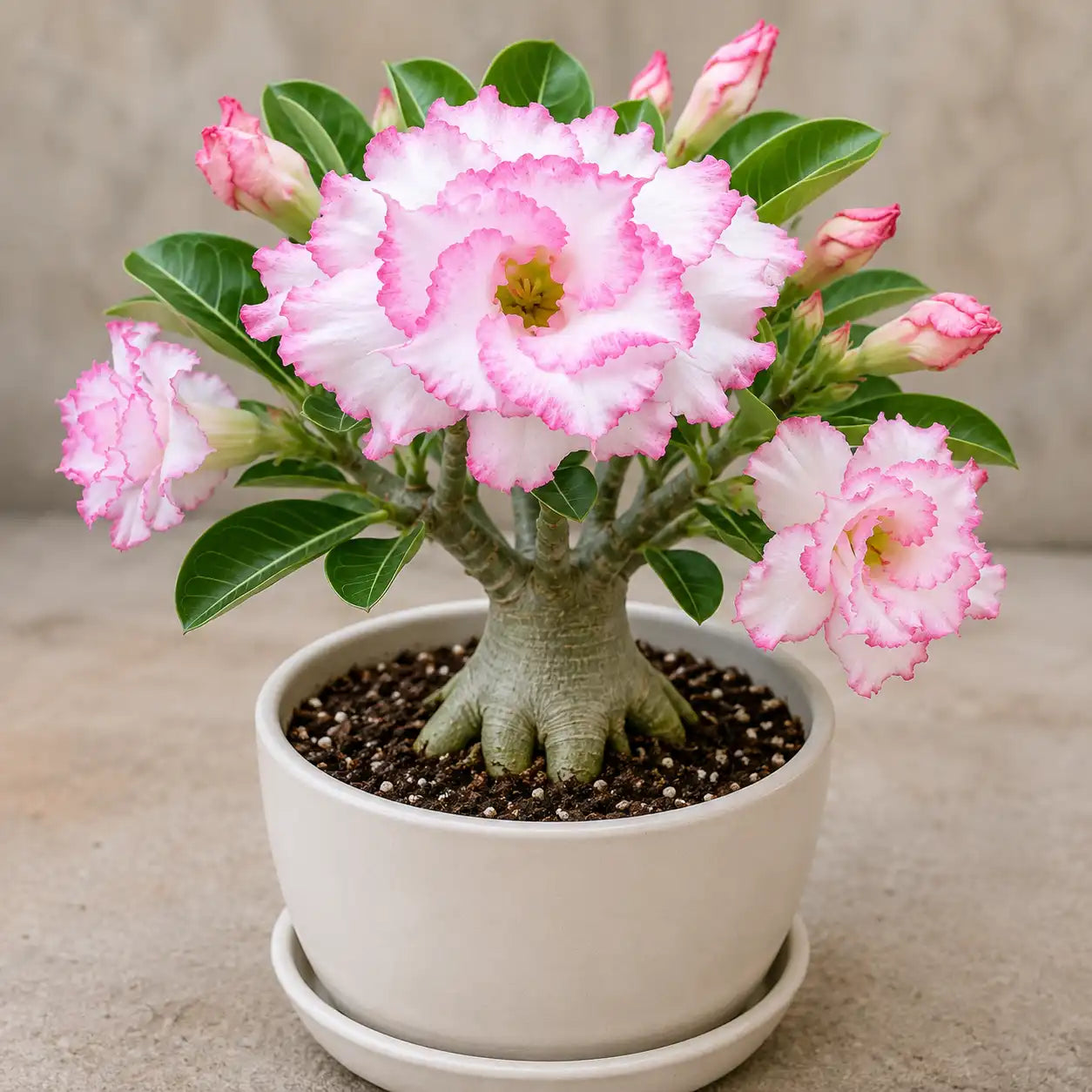 Adenium R140