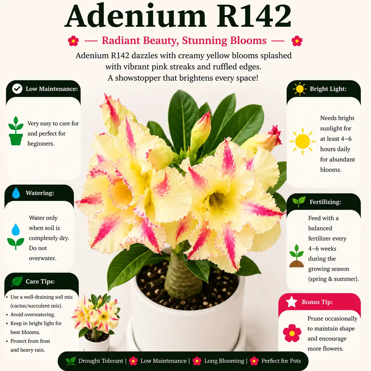 Adenium R142