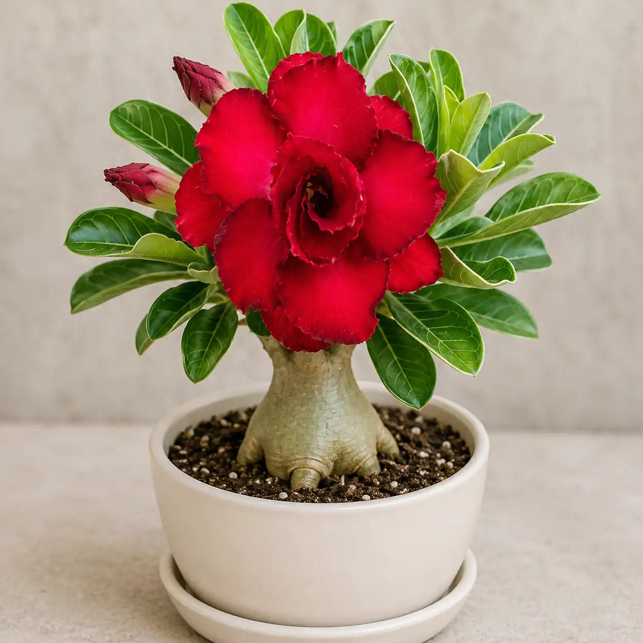Adenium R146