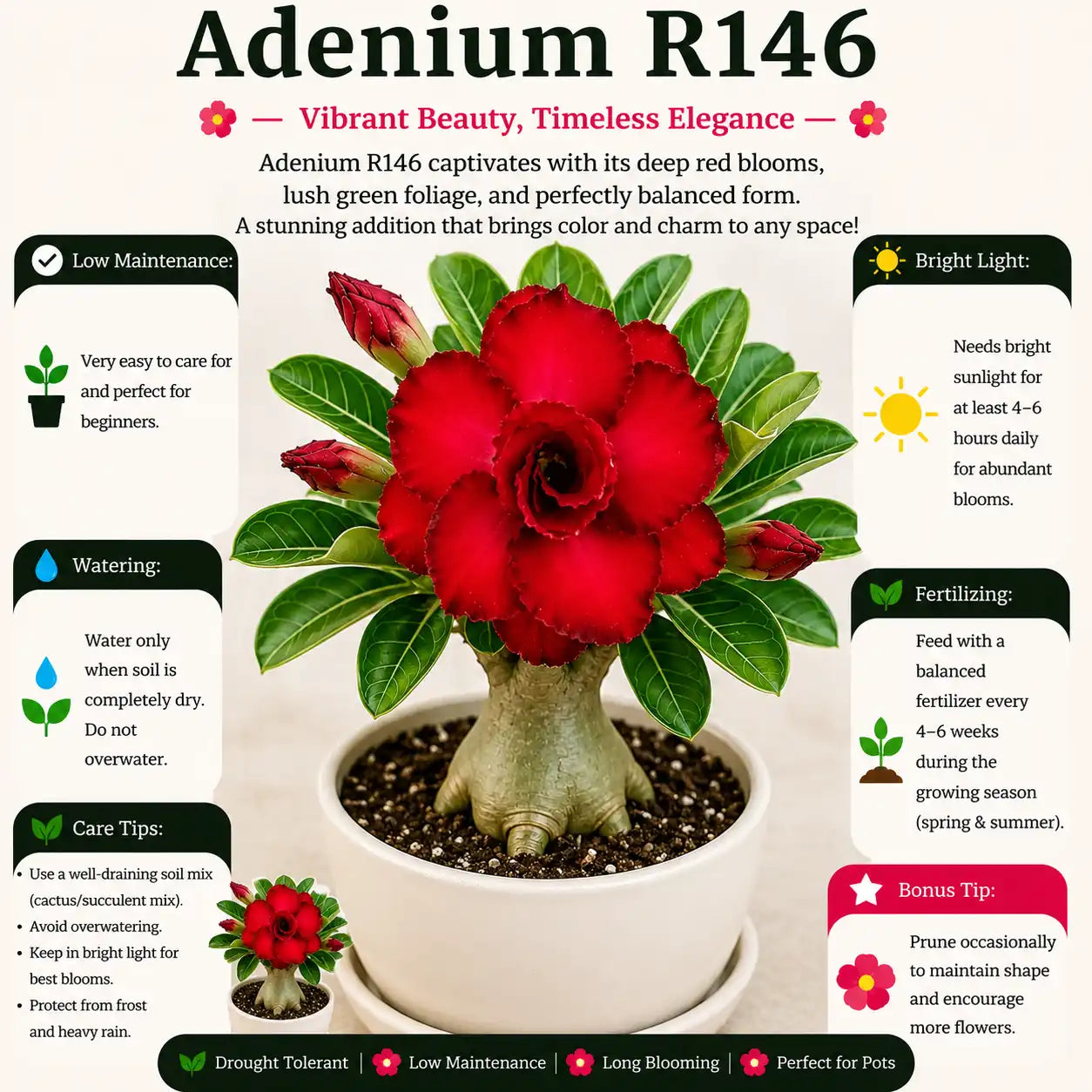 Adenium R146