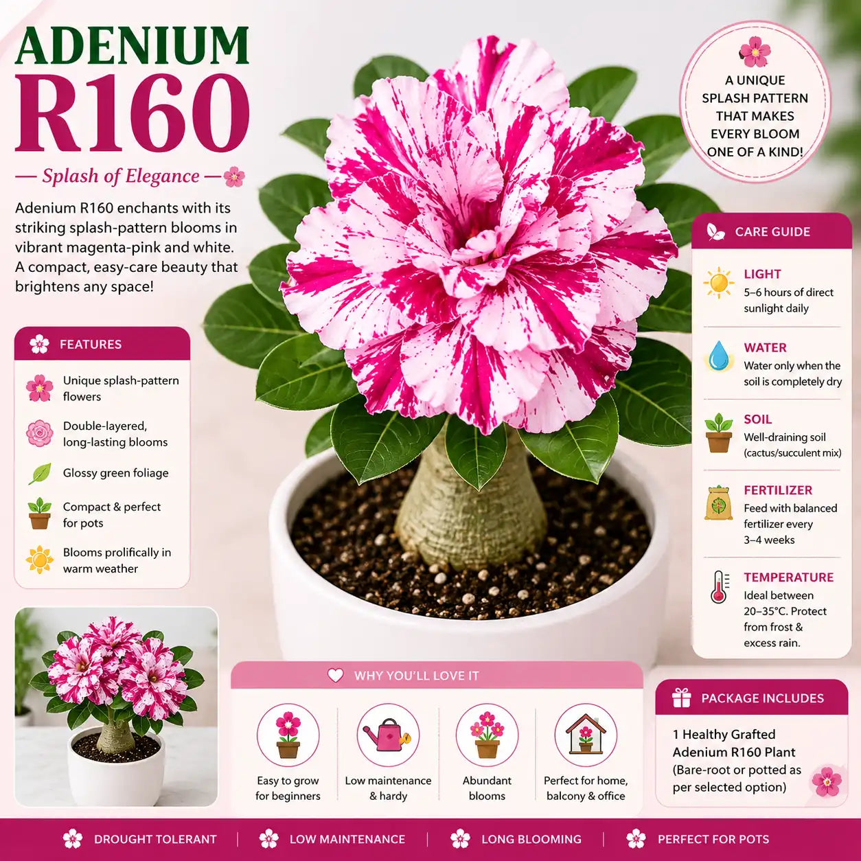 Adenium R160