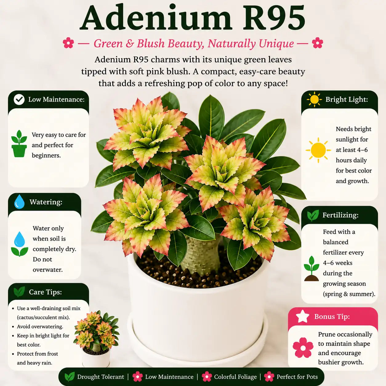 Adenium R163