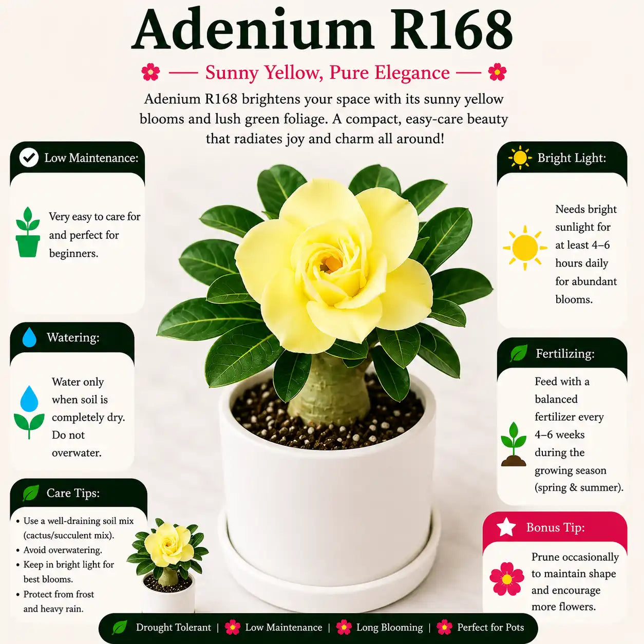 Adenium R168