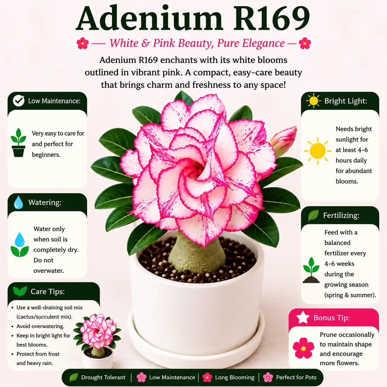 Adenium R169