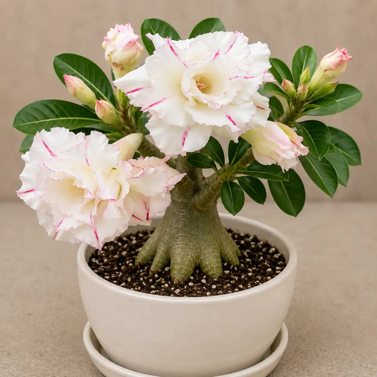 Adenium R27