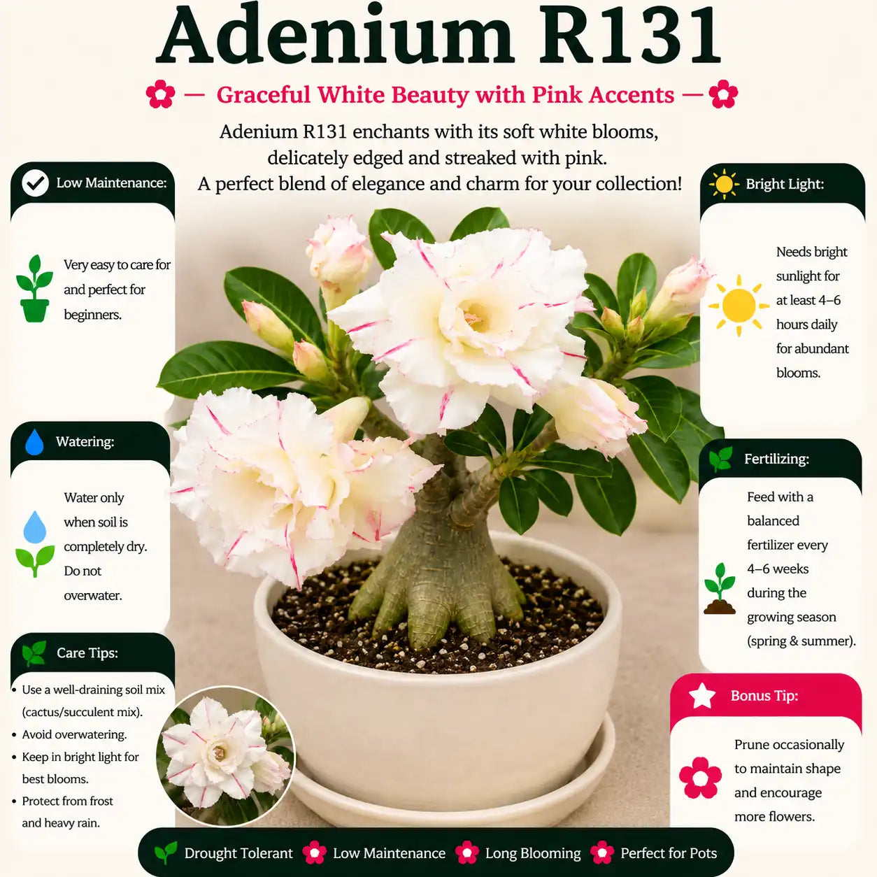 Adenium R27