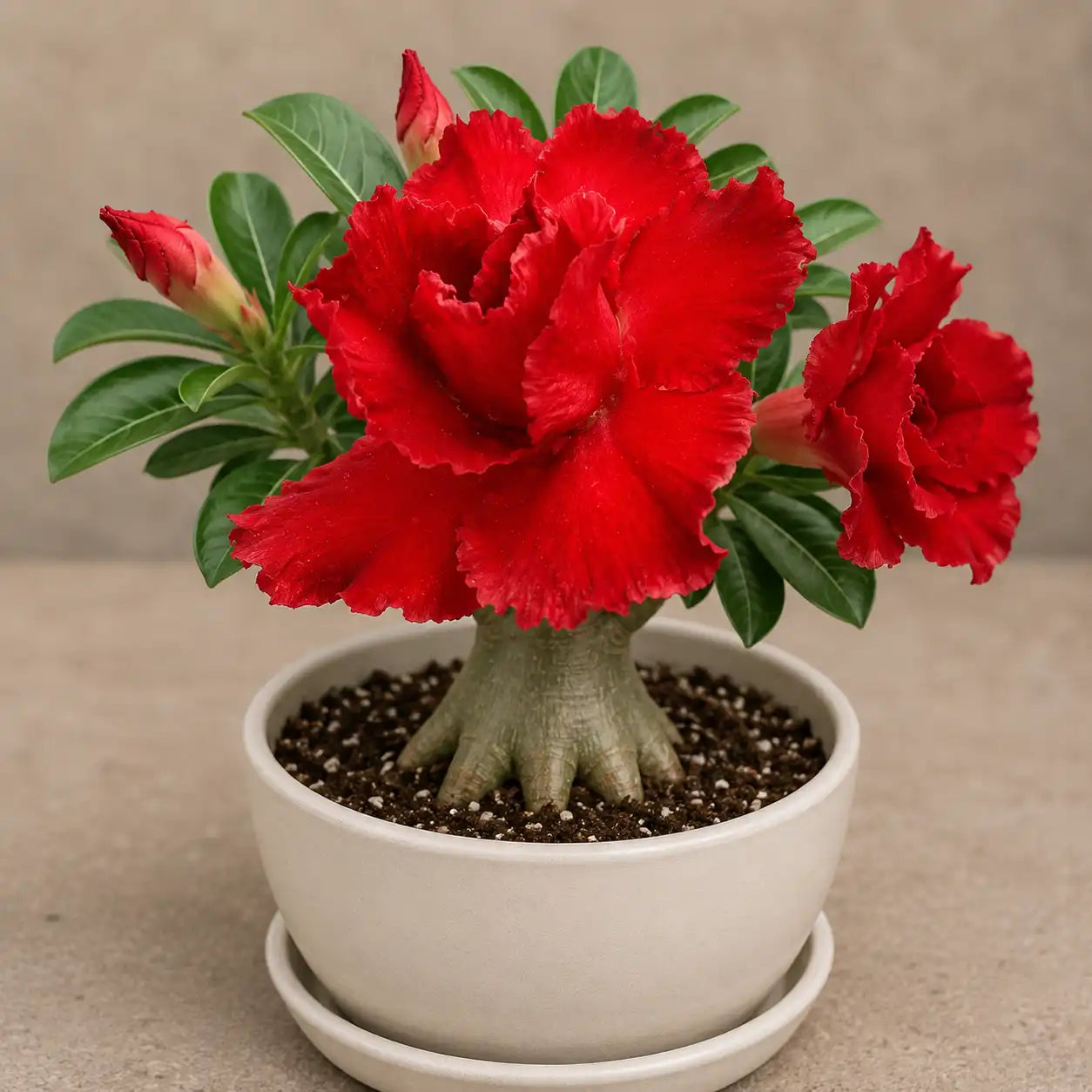 Adenium R31