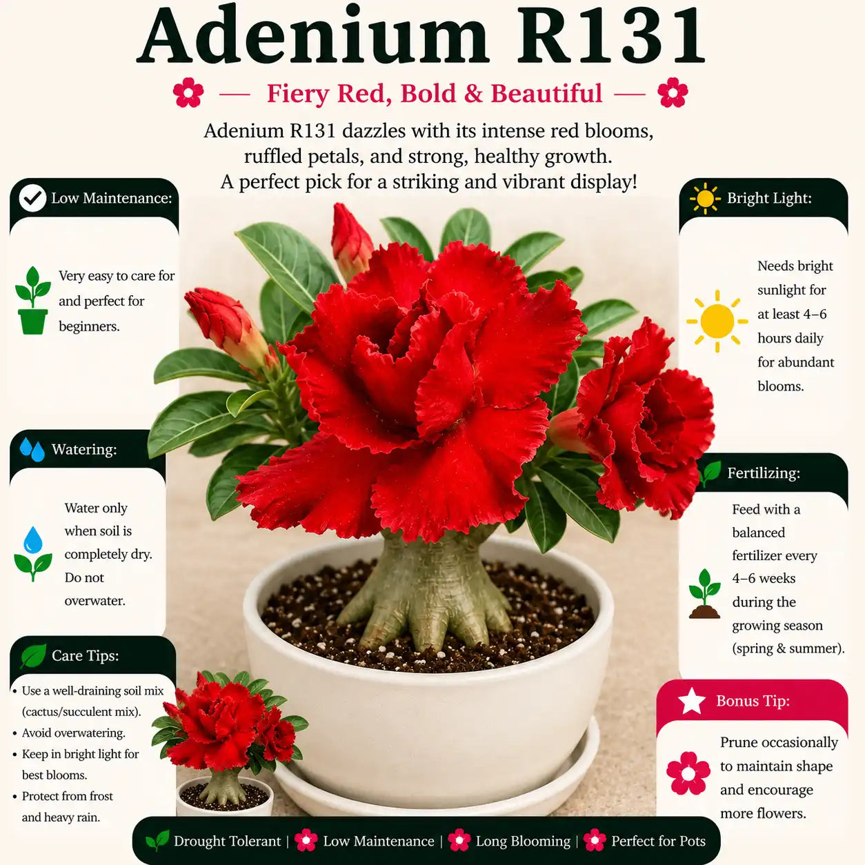Adenium R31