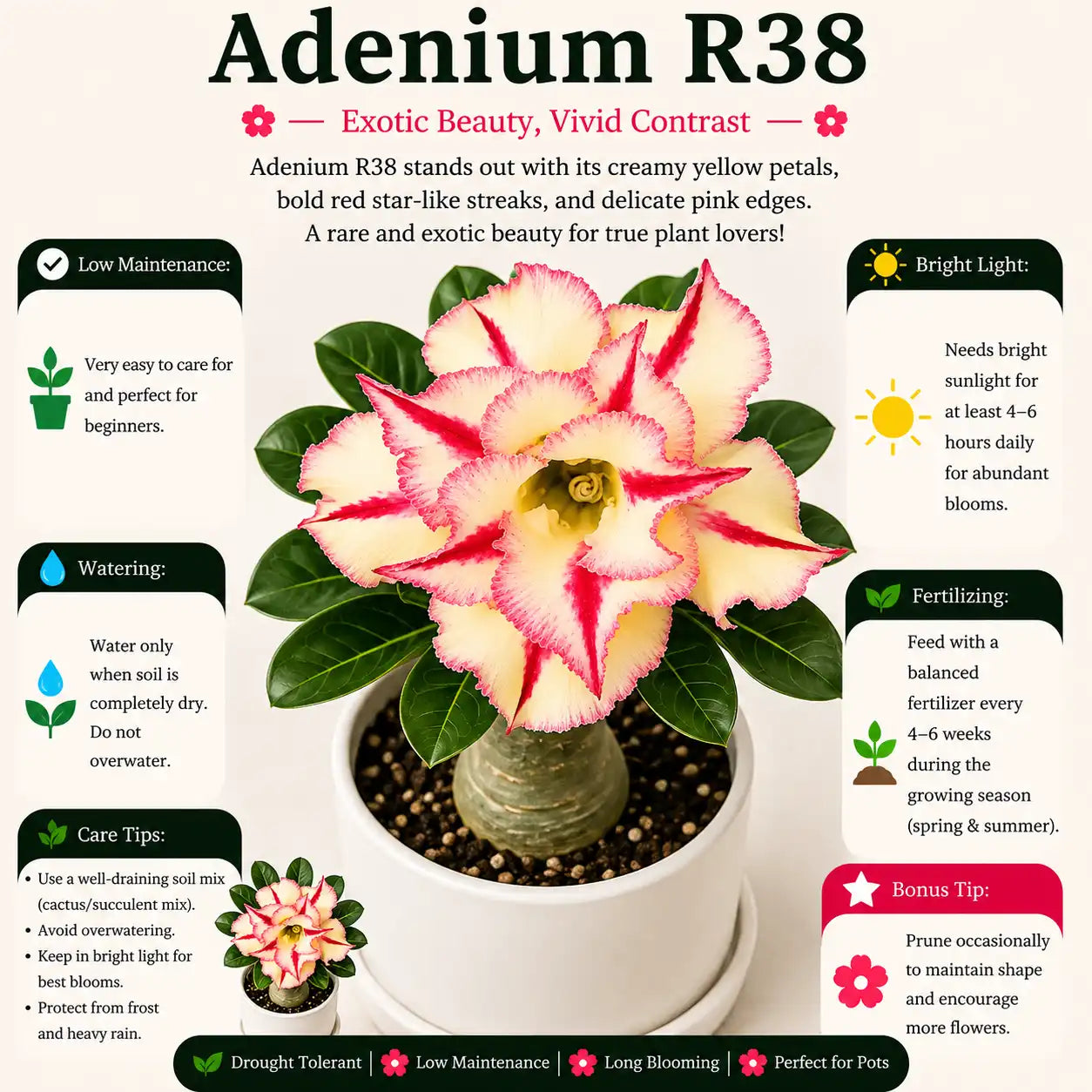 Adenium R38