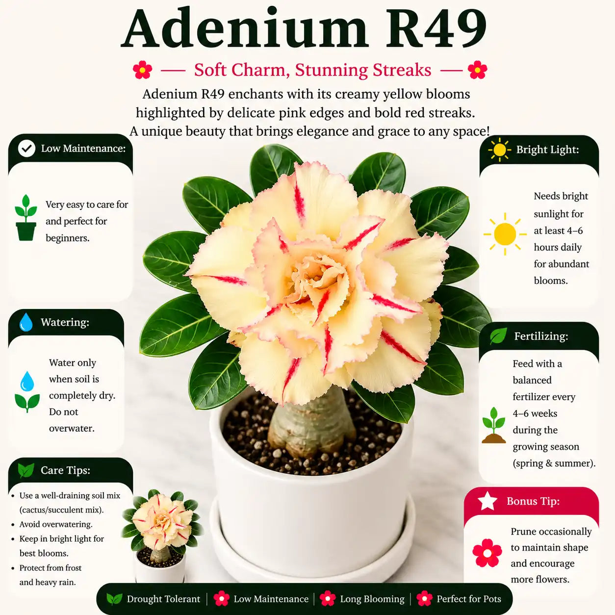 Adenium R49