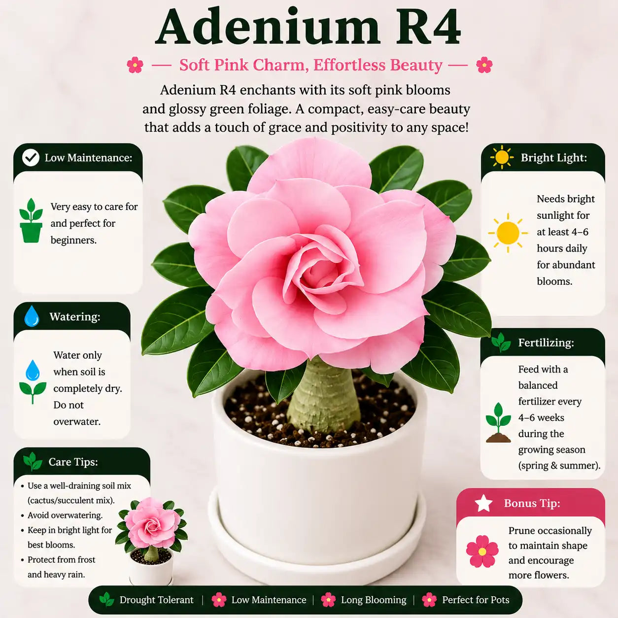 Adenium R4