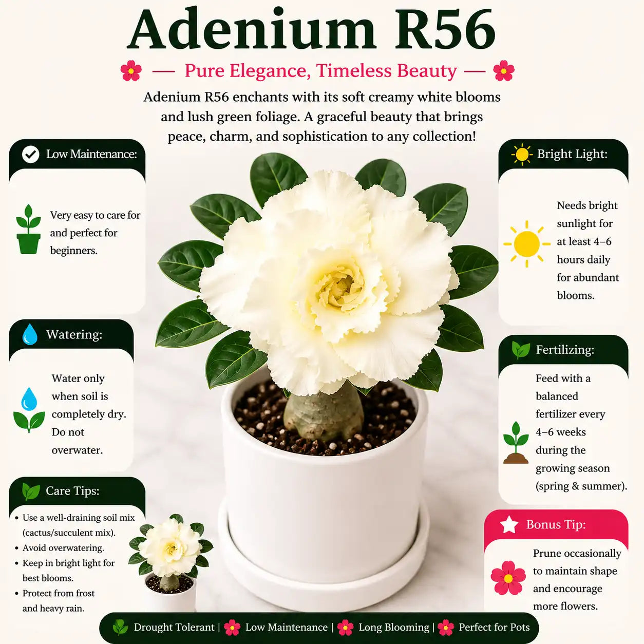 Adenium R56