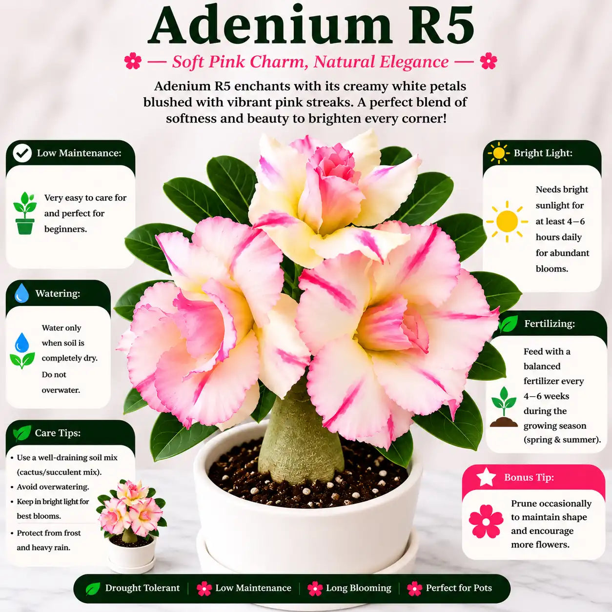 Adenium R5
