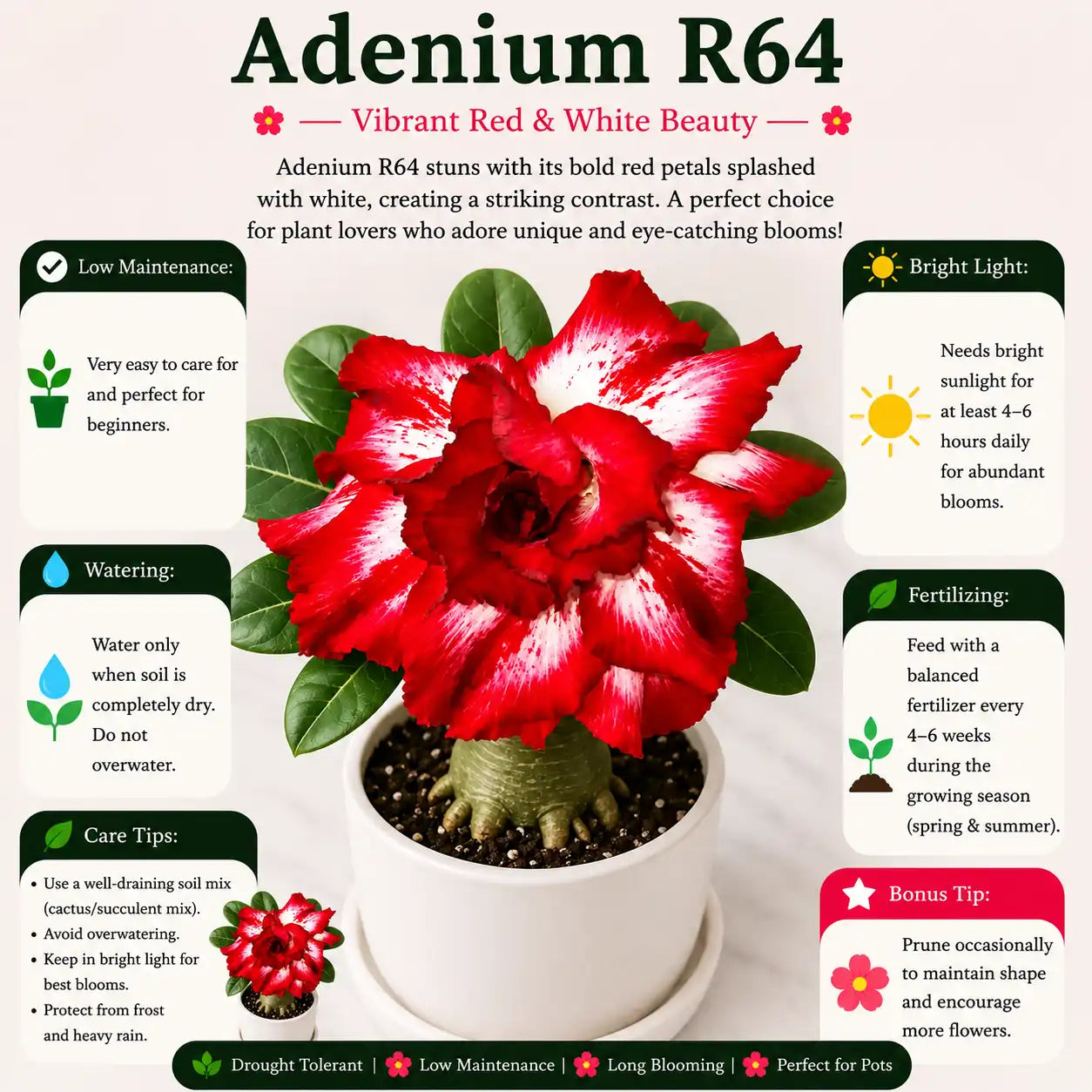 Adenium R64