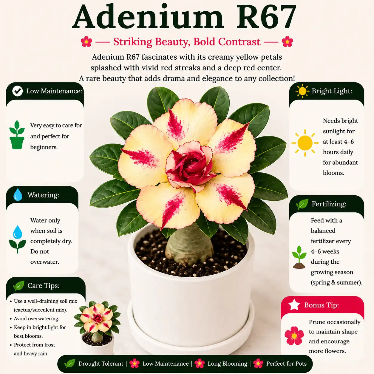 Adenium R67