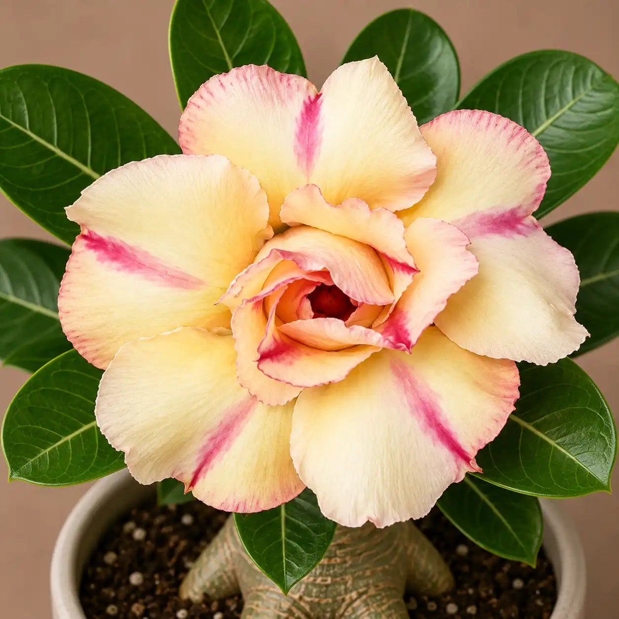 Adenium R71