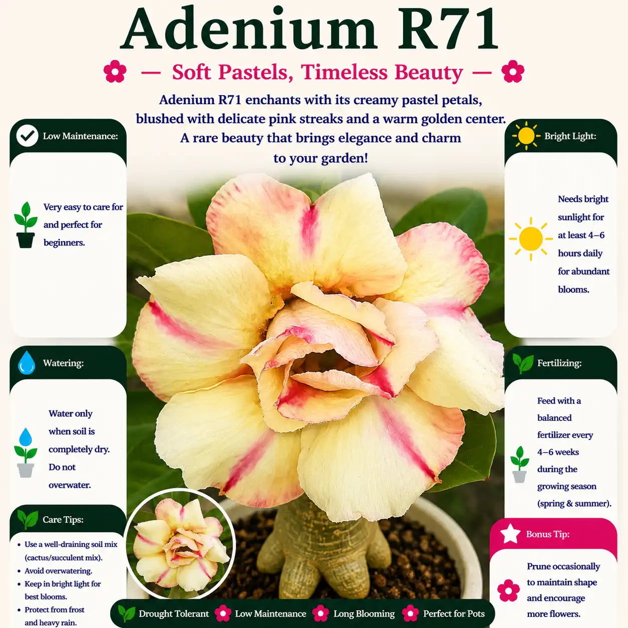 Adenium R71