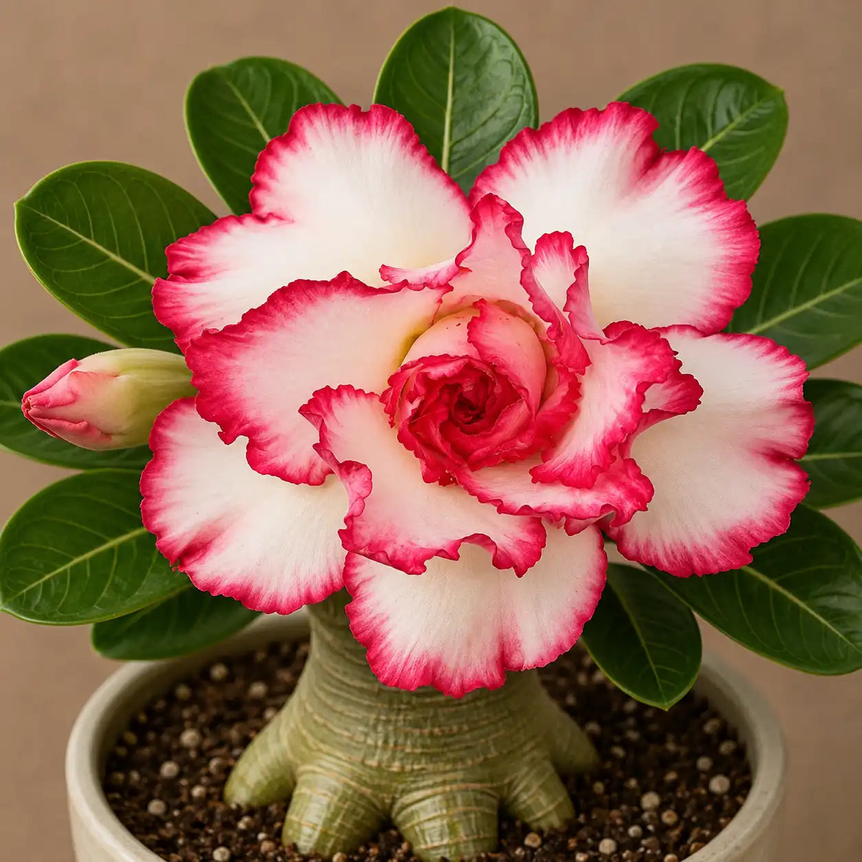 Adenium R72