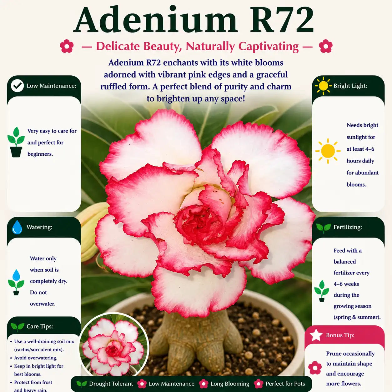 Adenium R72