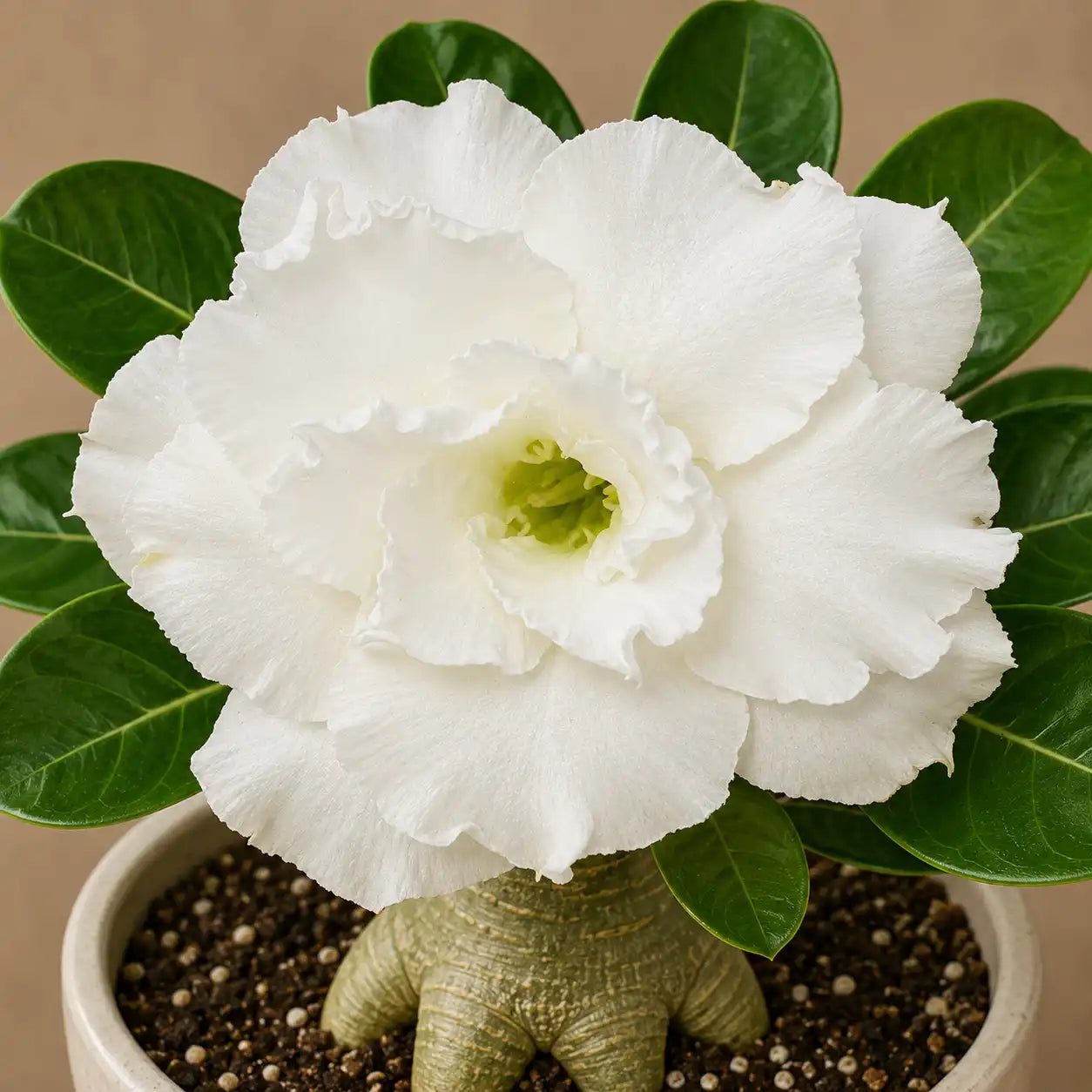 Adenium R73