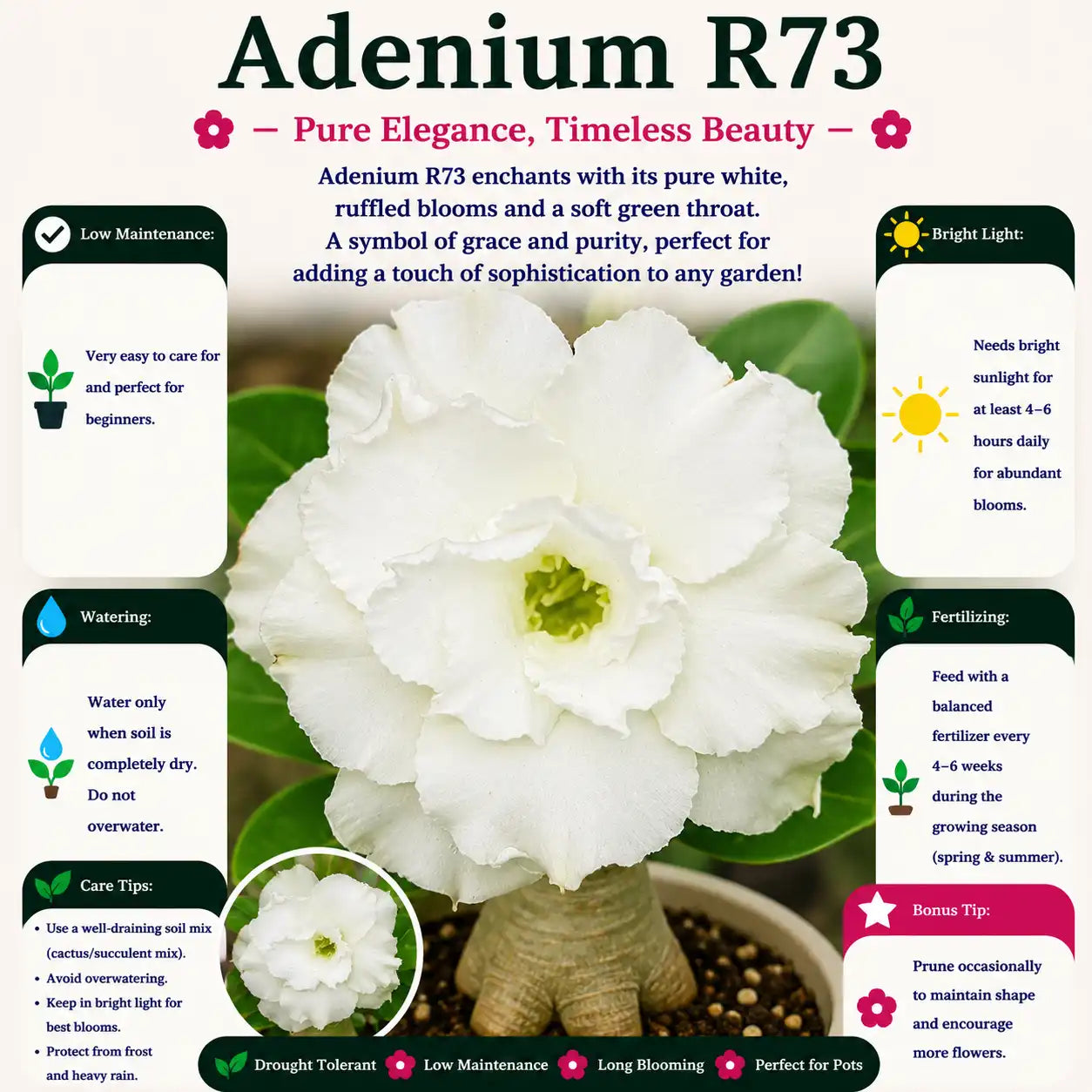 Adenium R73