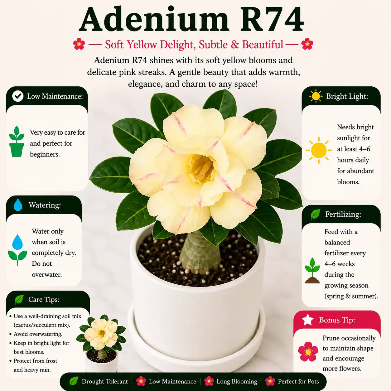 Adenium R74