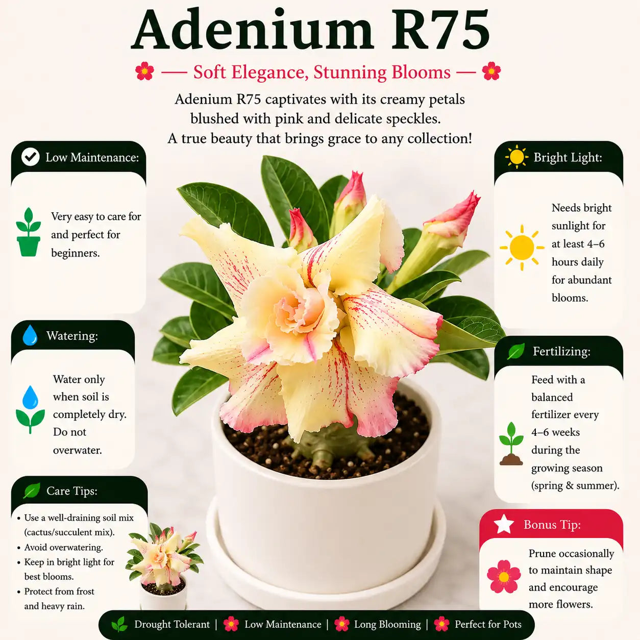 Adenium R75