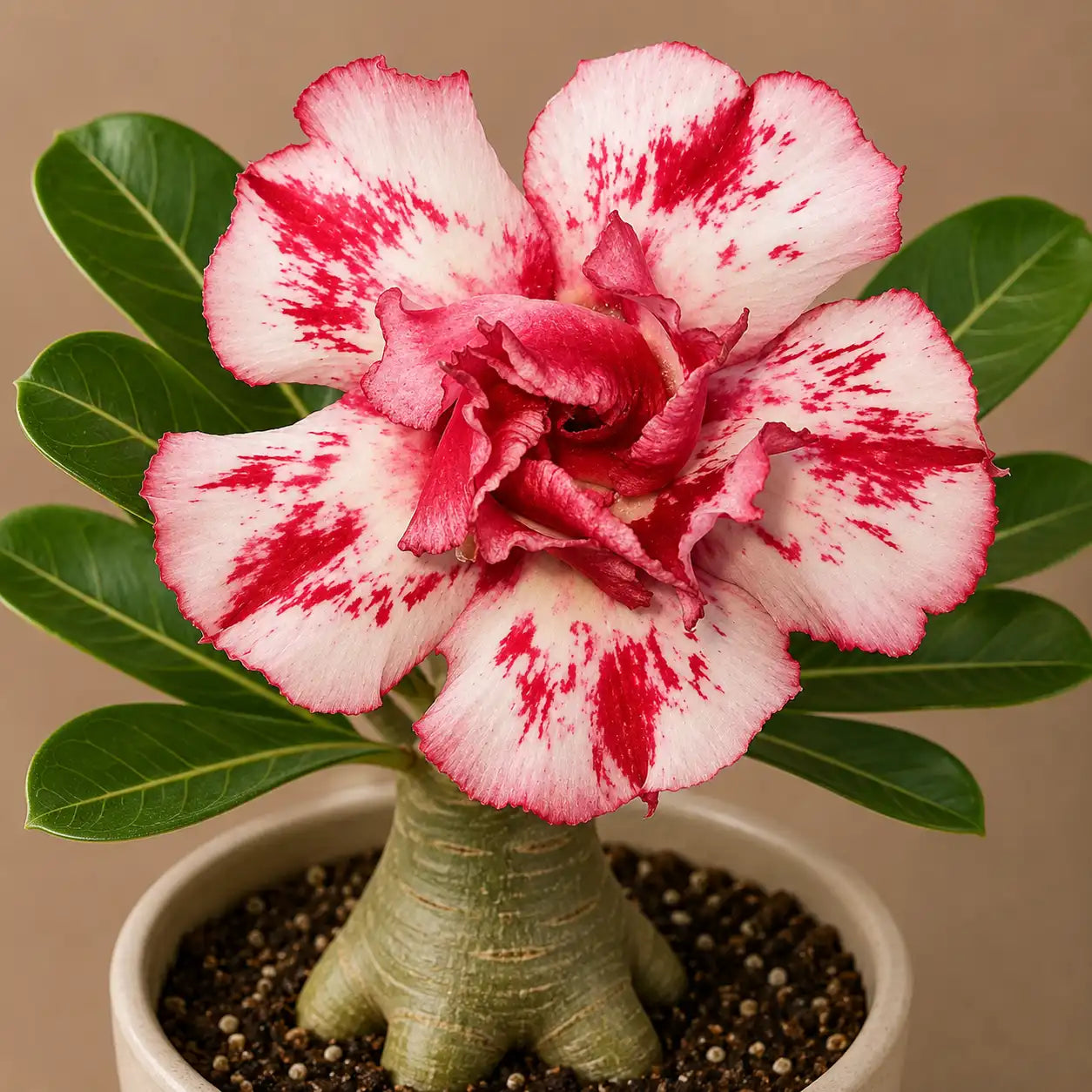 Adenium R76