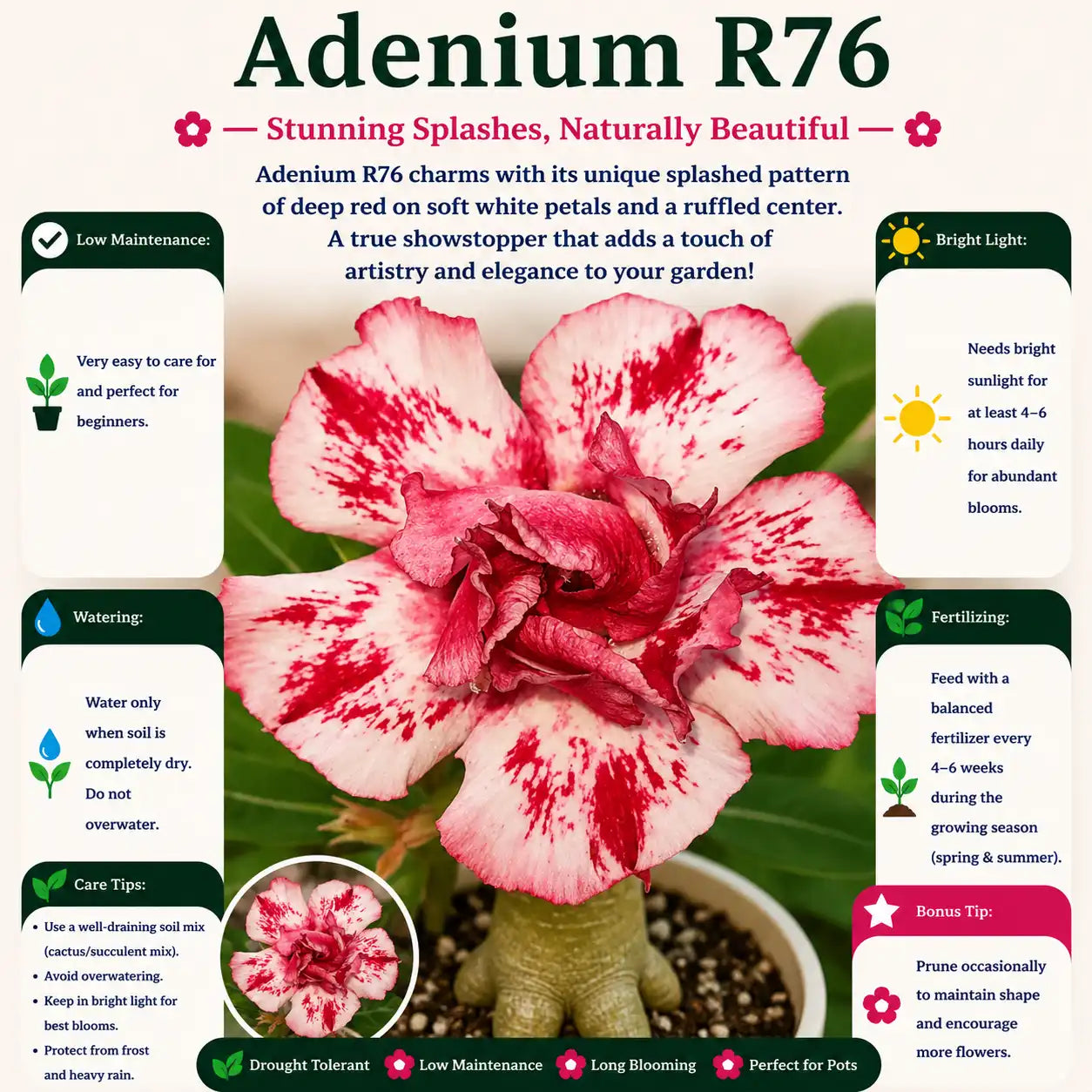Adenium R76