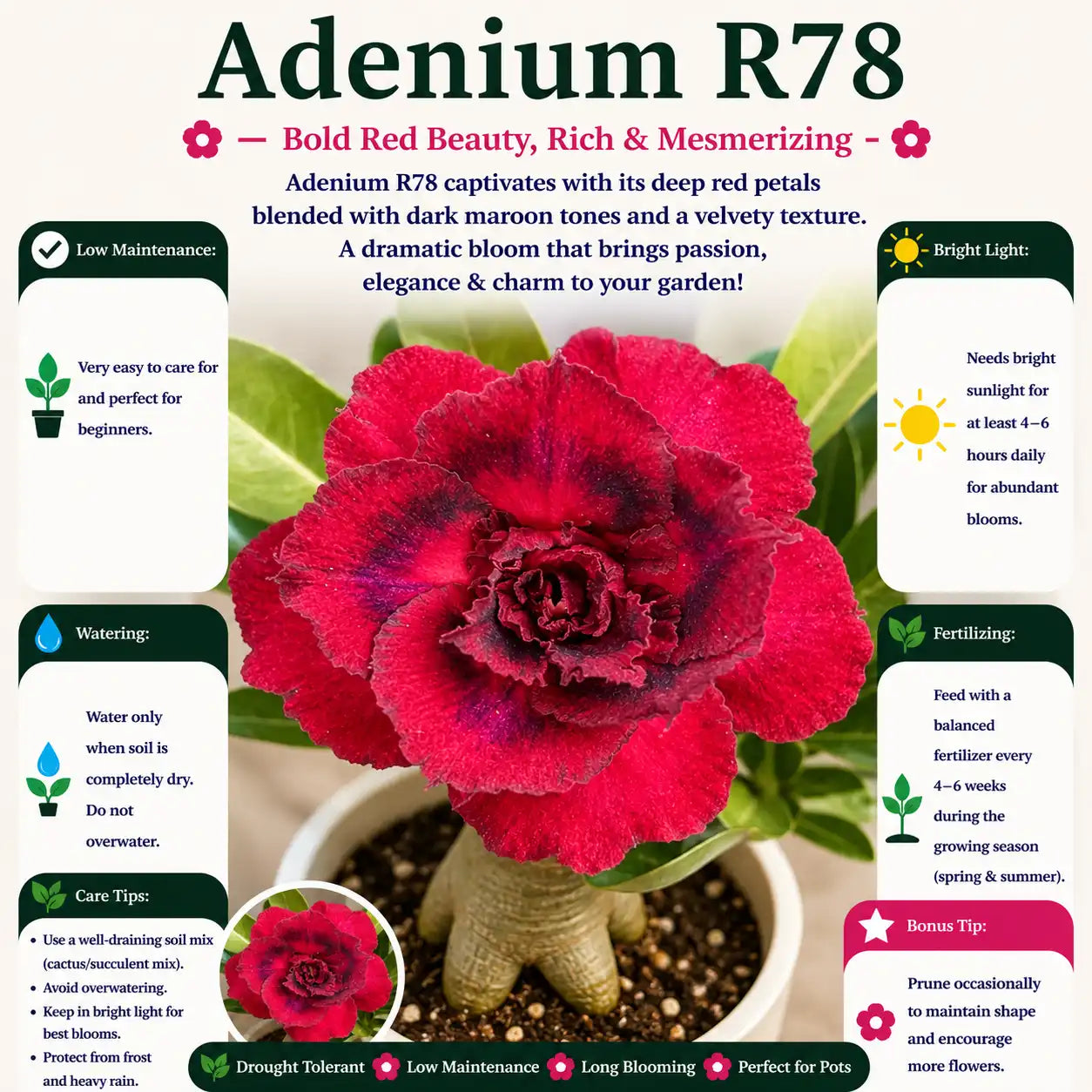 Adenium R78