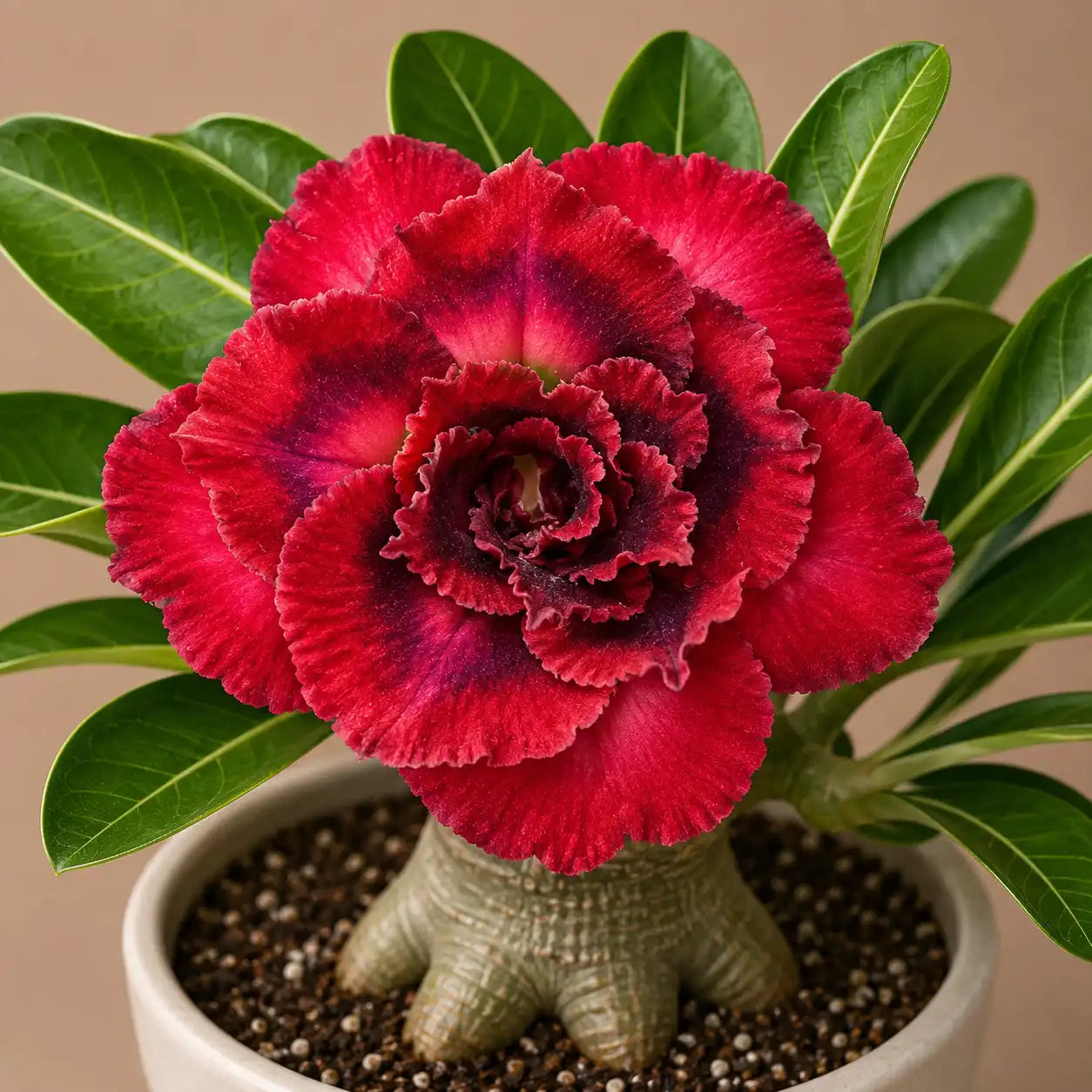 Adenium R78