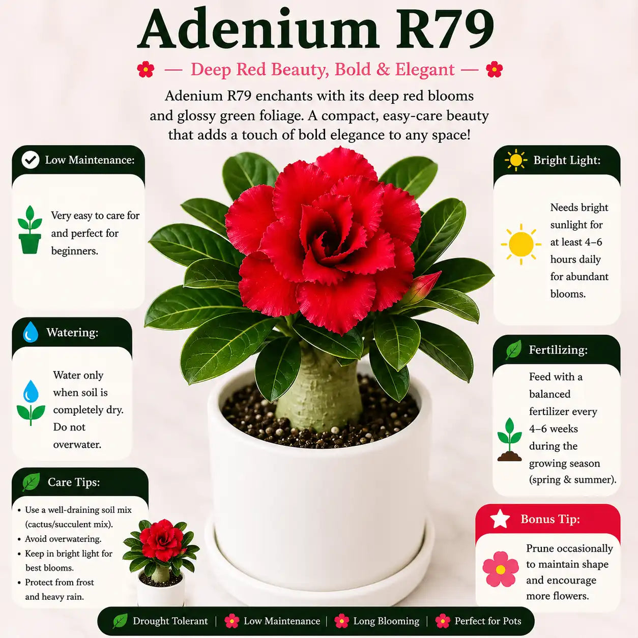 Adenium R79