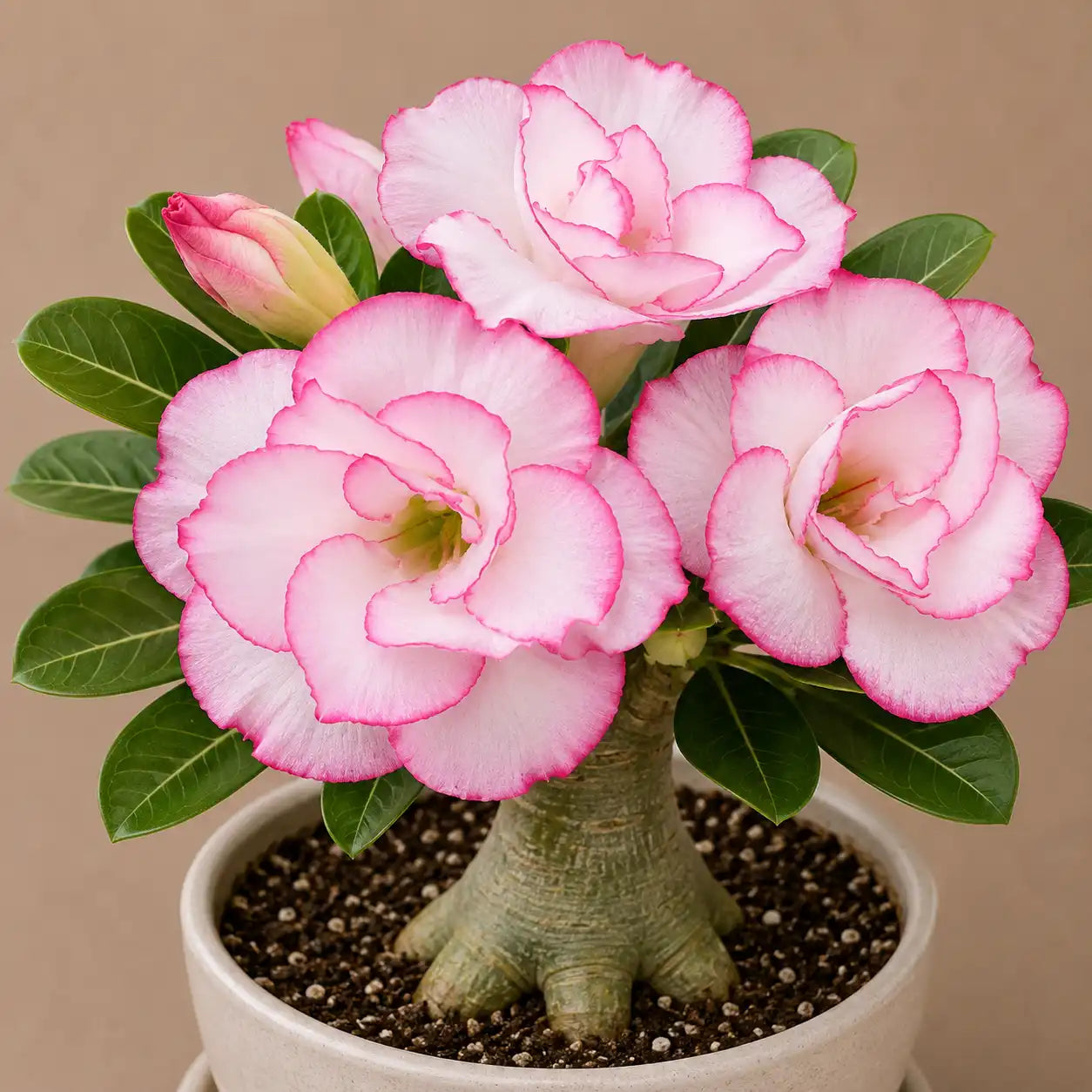 Adenium R80