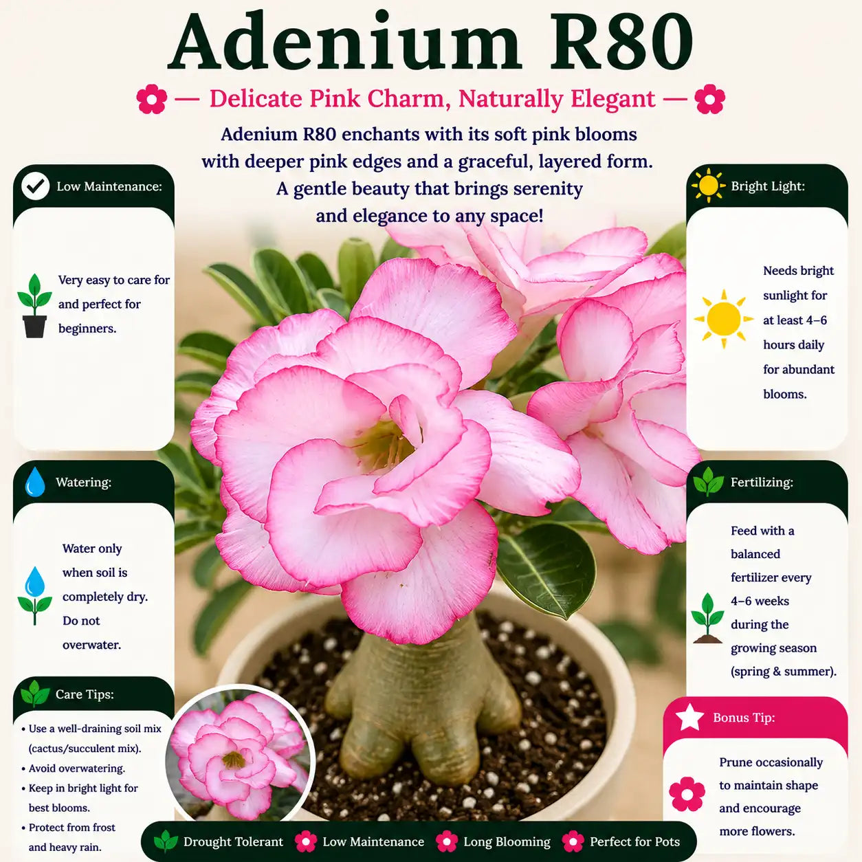 Adenium R80