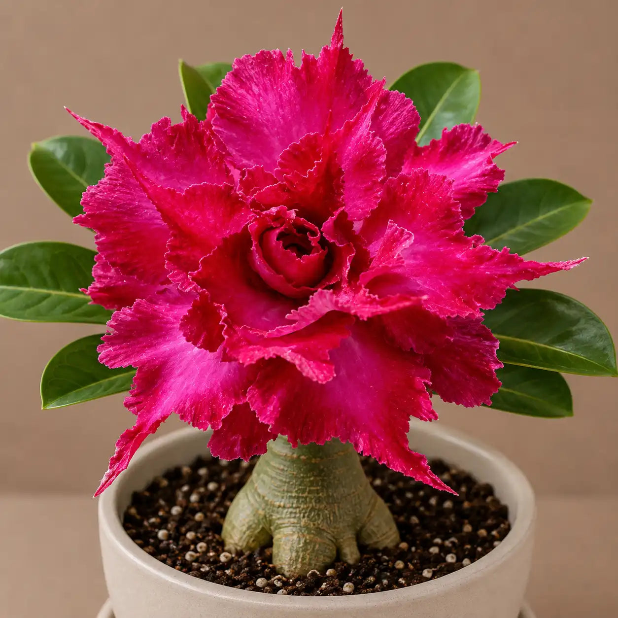 Adenium R81