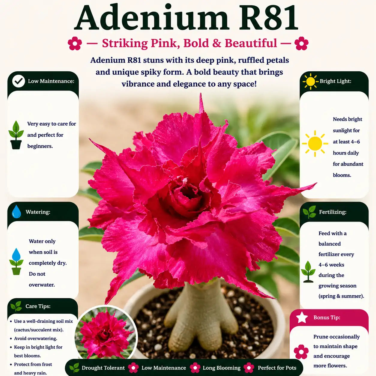 Adenium R81