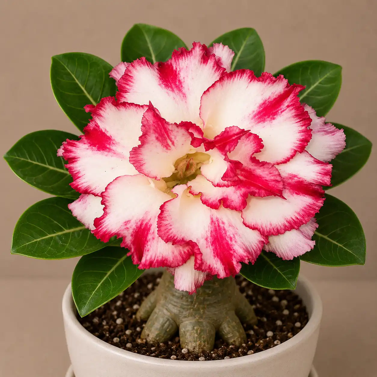 Adenium R82
