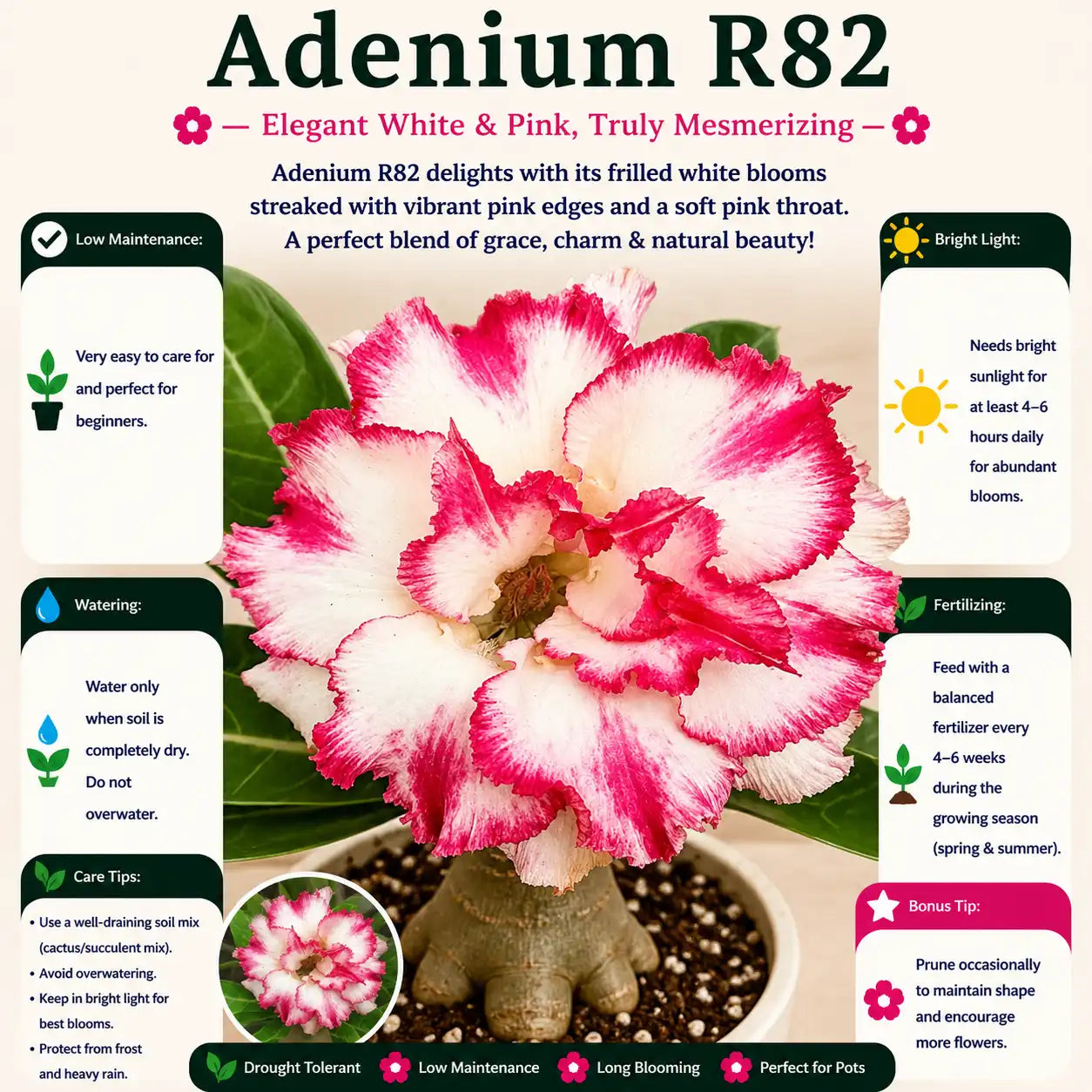Adenium R82