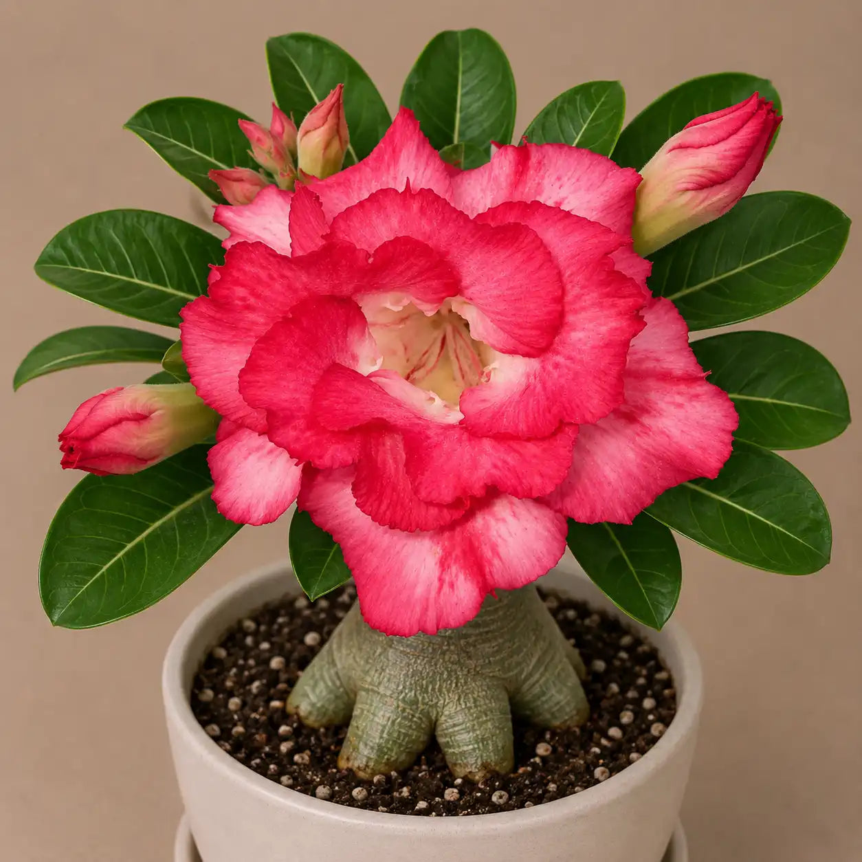 Adenium R83